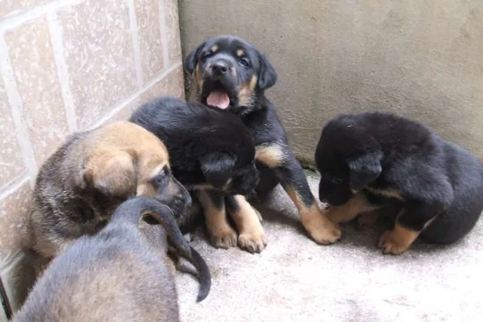 Cachorro ra a SRD idade Abaixo de 2 meses nome Filhotes