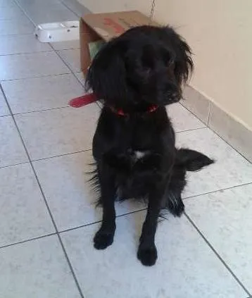 Cachorro ra a SRD idade 1 ano nome Menina