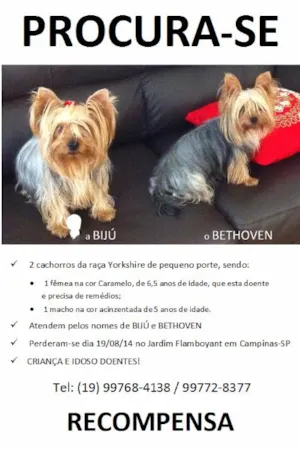 Cachorro raça Yorkshire idade 6 ou mais anos nome Bijú e Bethoven GRA