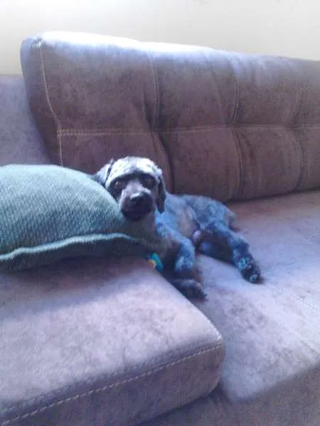 Cachorro ra a Poodle idade 4 anos nome BENE GRATIFICA