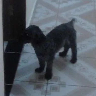 Cachorro ra a Poodle idade 4 anos nome BENE GRATIFICA