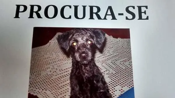 Cachorro ra a Poodle idade 4 anos nome BENE GRATIFICA