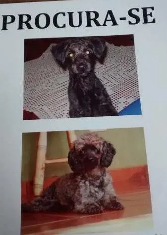 Cachorro ra a Poodle idade 4 anos nome BENE GRATIFICA