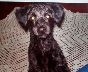 Cachorro ra a Poodle idade 4 anos nome BENE GRATIFICA