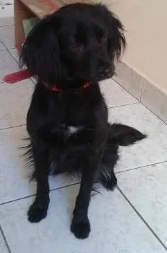 Cachorro ra a SRD idade 1 ano nome Menina