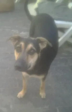 Cachorro raça srd idade 1 ano nome brisa