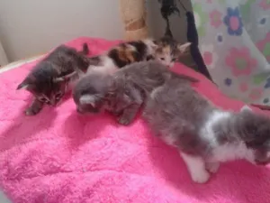 Gato raça SRD idade Abaixo de 2 meses nome Lolita Lupita Lôlo 