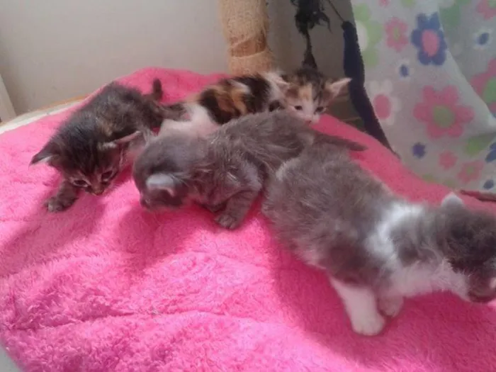 Gato ra a SRD idade Abaixo de 2 meses nome Lolita Lupita Lôlo
