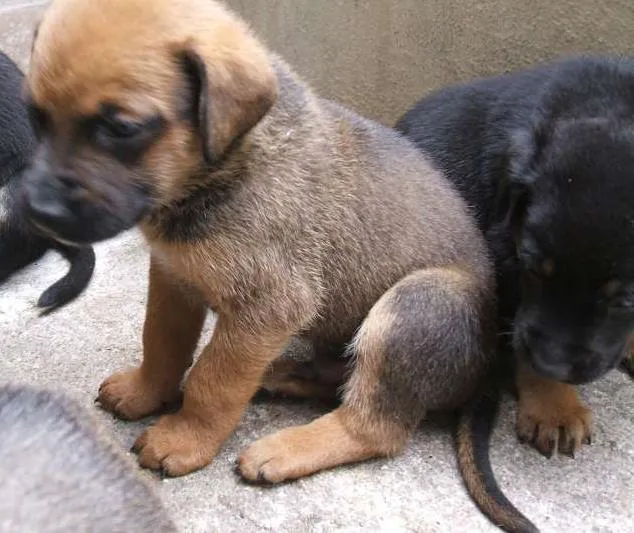 Cachorro ra a SRD idade Abaixo de 2 meses nome Filhotes