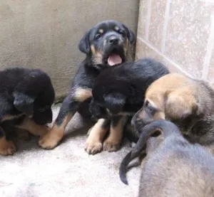 Cachorro raça SRD idade Abaixo de 2 meses nome Filhotes