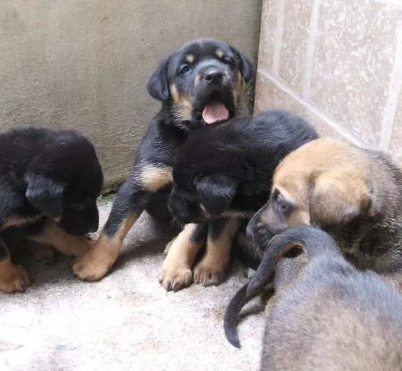 Cachorro ra a SRD idade Abaixo de 2 meses nome Filhotes