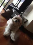 mel