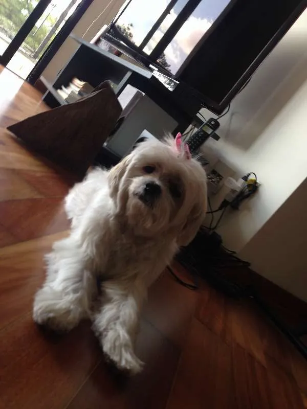 Cachorro ra a Lhasa Apso idade 6 ou mais anos nome mel