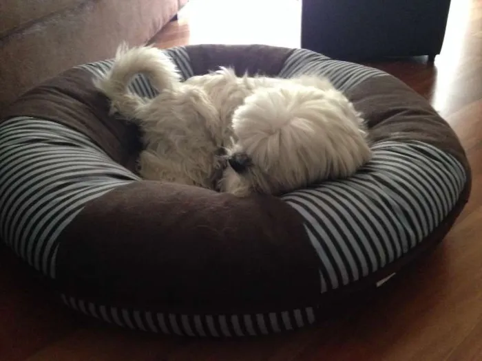 Cachorro ra a Lhasa Apso idade 6 ou mais anos nome mel