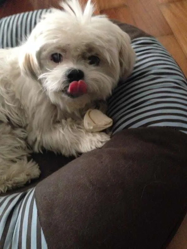 Cachorro ra a Lhasa Apso idade 6 ou mais anos nome mel