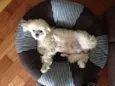 mel