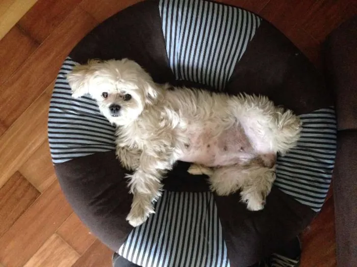 Cachorro ra a Lhasa Apso idade 6 ou mais anos nome mel