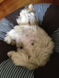 mel