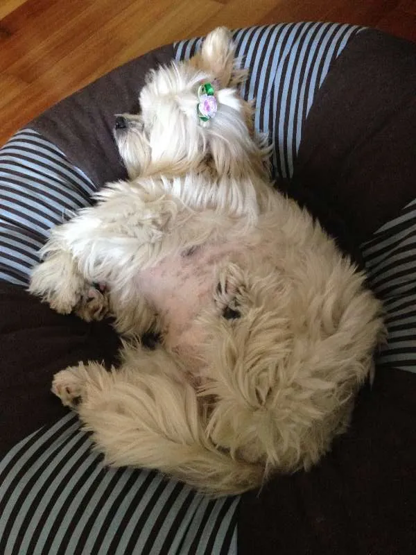 Cachorro ra a Lhasa Apso idade 6 ou mais anos nome mel