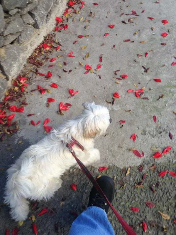 Cachorro ra a Lhasa Apso idade 6 ou mais anos nome mel