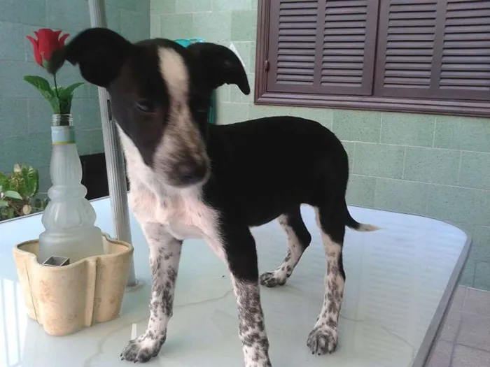 Cachorro ra a Sem raça definida idade 2 a 6 meses nome Ovelhinha