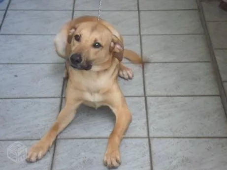 Cachorro ra a mix de labrador idade 1 ano nome Zeca