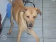 Zeca