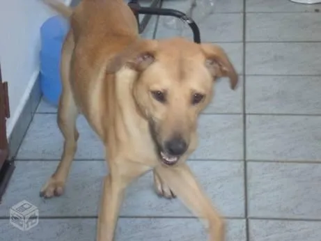 Cachorro ra a mix de labrador idade 1 ano nome Zeca