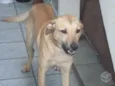 Zeca