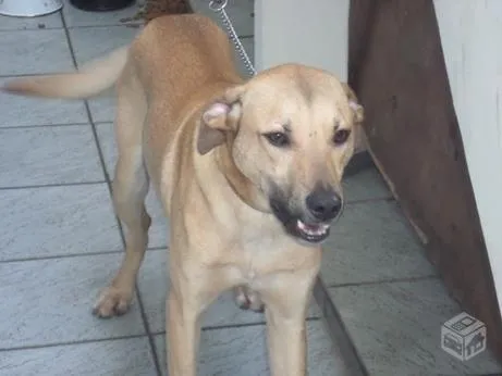 Cachorro ra a mix de labrador idade 1 ano nome Zeca