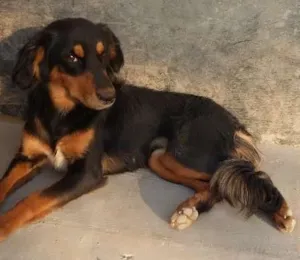 Cachorro raça SRD idade 1 ano nome Lola