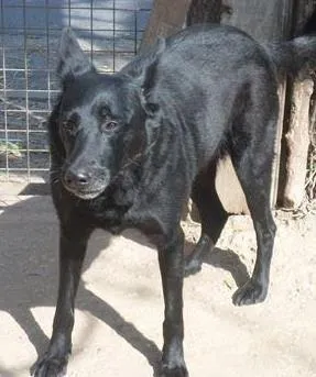 Cachorro raça mix de pastor Belga idade 2 anos nome Billy