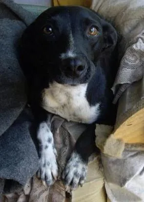 Cachorro raça sem raça definida idade 1 ano nome Valentina