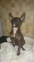 Não tem