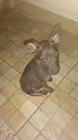 Não tem