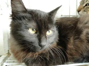 Gato raça SRD idade 2 a 6 meses nome Celta