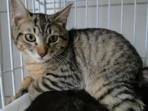 Gato raça SRD idade 2 a 6 meses nome Fox