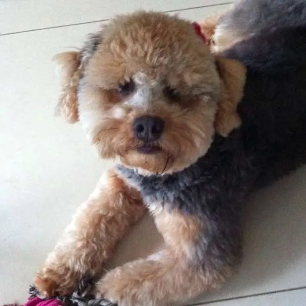 Cachorro ra a Poodle com Welsh Terrier idade 1 ano nome Bia