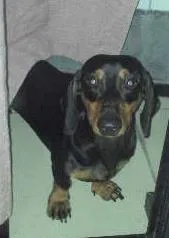 Cachorro ra a dachshund idade 1 ano nome Billy