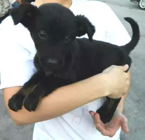 Cachorro raça SRD idade 2 a 6 meses nome Clôe