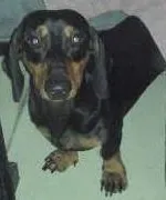 Cachorro raça dachshund idade 1 ano nome Billy