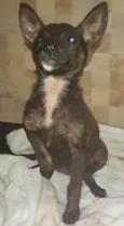 Não tem