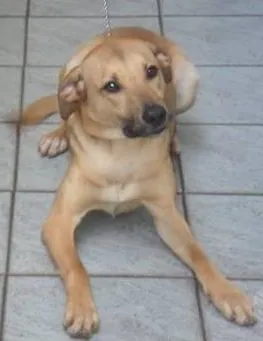 Cachorro raça mix de labrador idade 1 ano nome Zeca