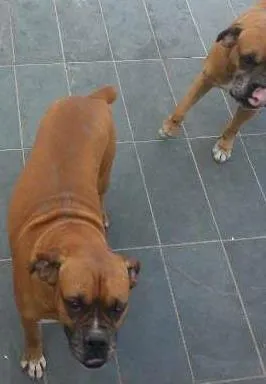Cachorro raça Boxer idade 5 anos nome Thor e Lady