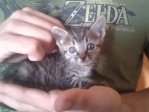 Gato raça Indefinida idade Abaixo de 2 meses nome Homeless