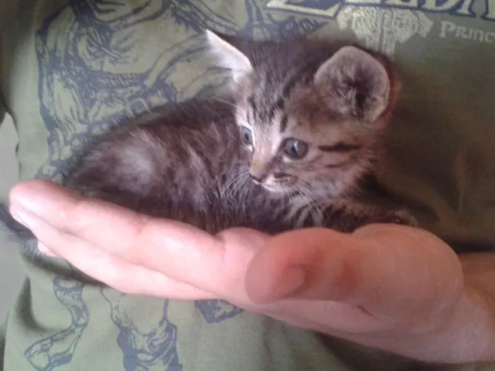 Gato ra a Indefinida idade Abaixo de 2 meses nome Homeless