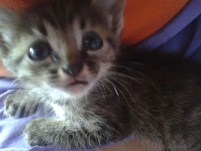 Gato ra a Indefinida idade Abaixo de 2 meses nome Homeless