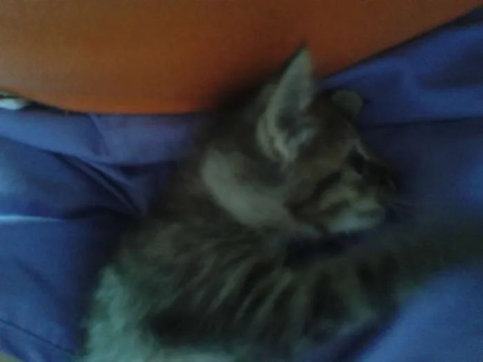 Gato ra a Indefinida idade Abaixo de 2 meses nome Homeless
