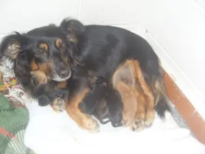 Cachorro raça vira lata idade Abaixo de 2 meses nome sem nome