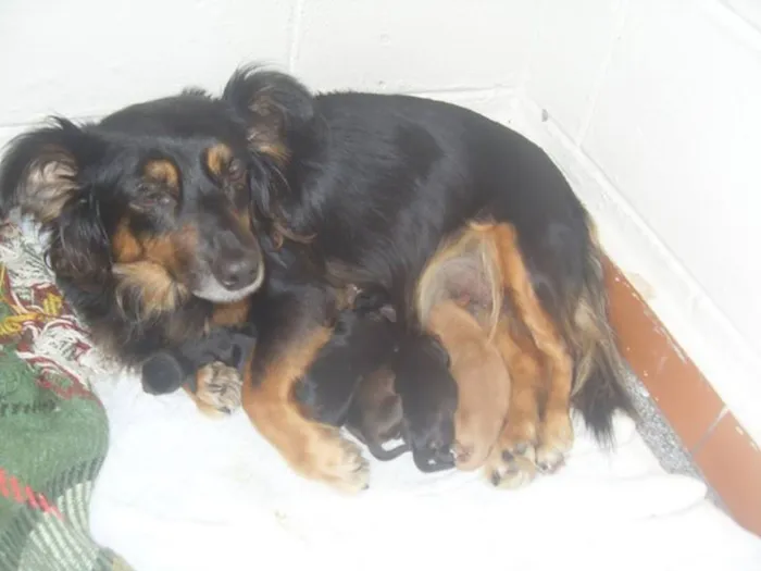 Cachorro ra a vira lata idade Abaixo de 2 meses nome sem nome